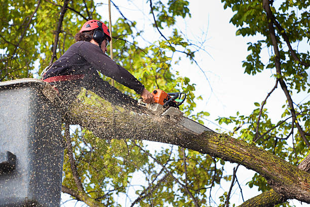 Best Tree Risk Assessment  in Geneva, AL